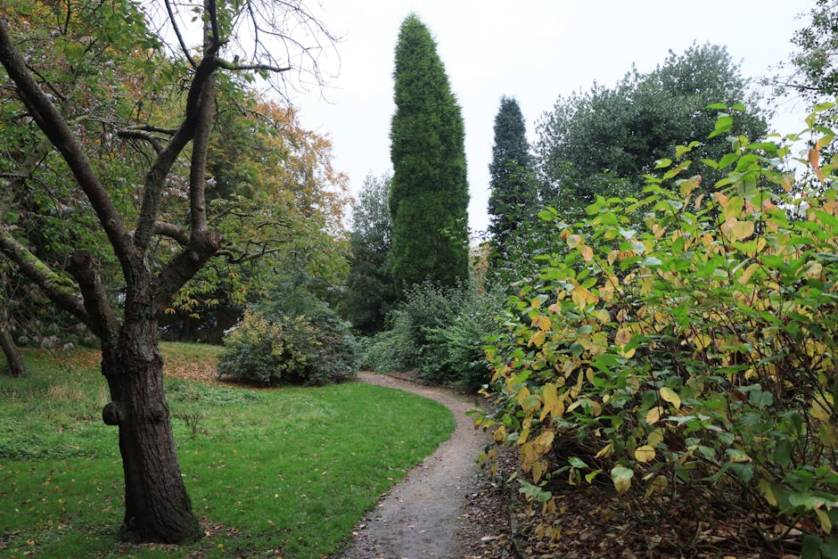 A peaceful urban park scene featuring a straight, paved pathway bordered by evenly spaced, mature deciduous trees with thick, textured trunks and wide, spreading branches forming a leafy canopy overhe